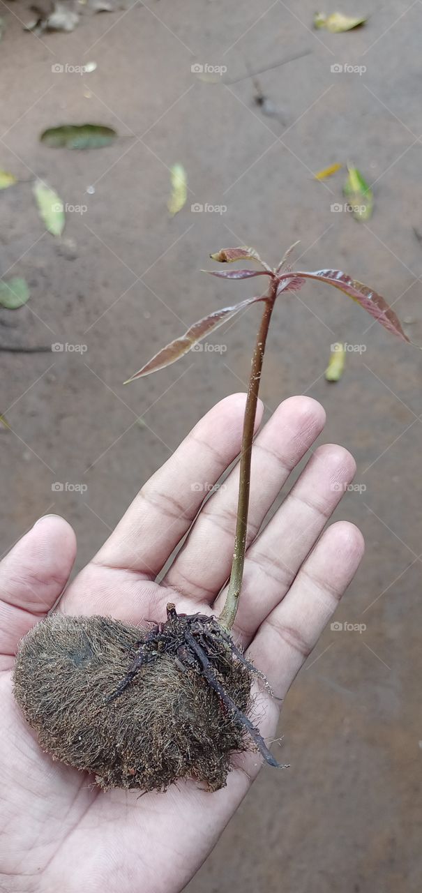 beautiful mango plant in hand