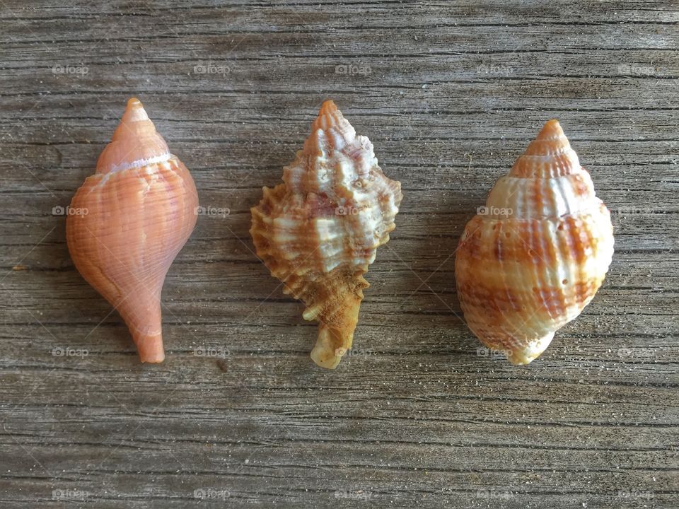 Seashells