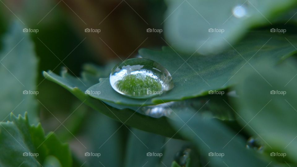 Water droplet on green leaf reflecting green tree