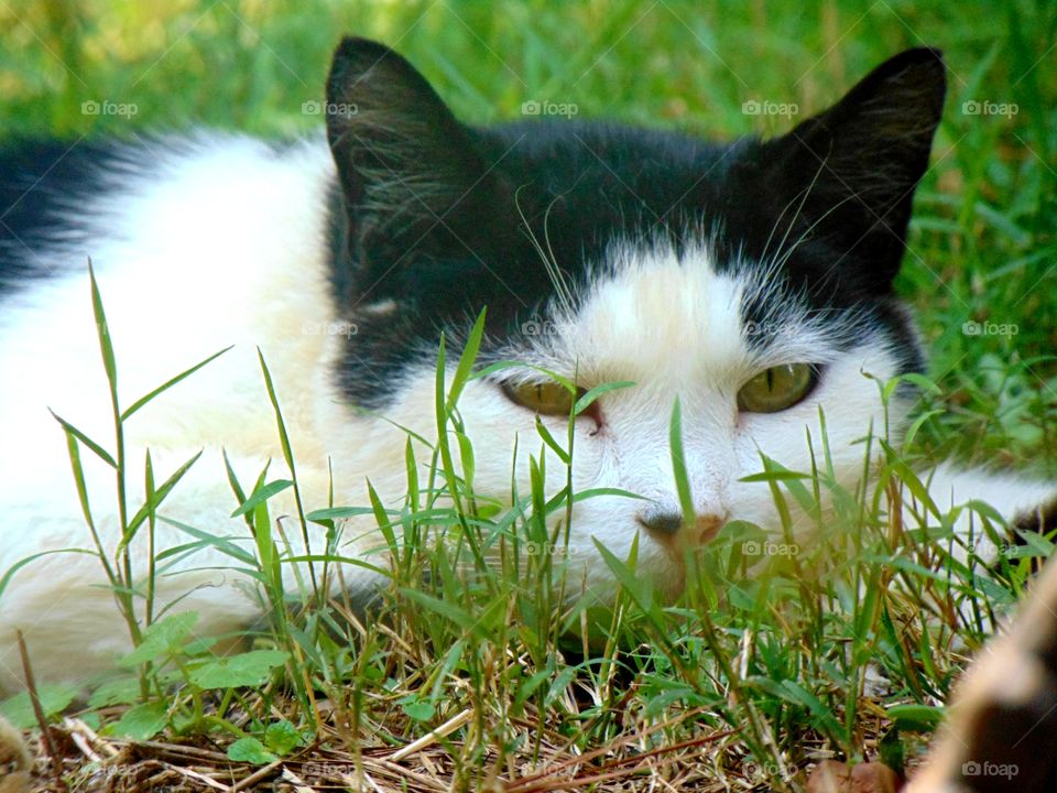 A closeup of a relaxing sleepy cat that's keeping a watchful eye out for me.