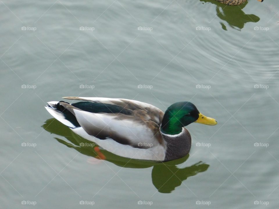 Duck on a lake