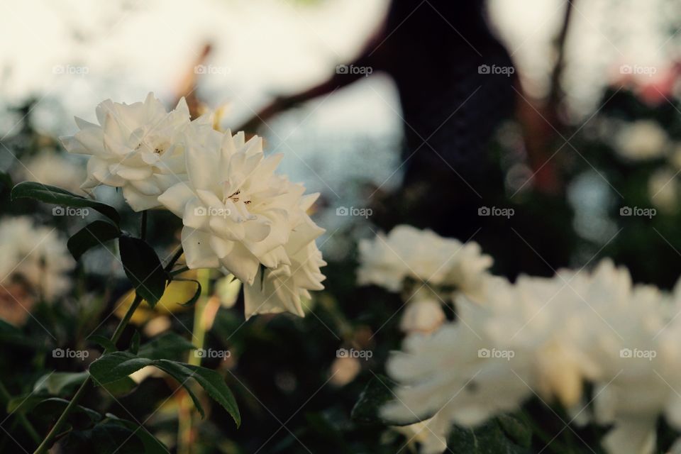 Miracles happen every day! ✨🌷