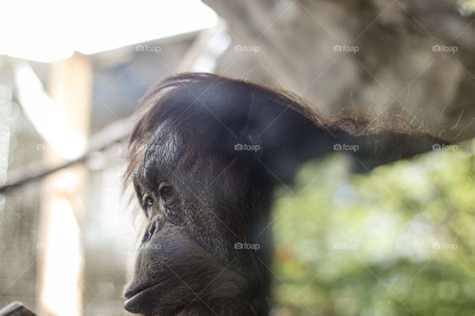 Orangutan pondering life.