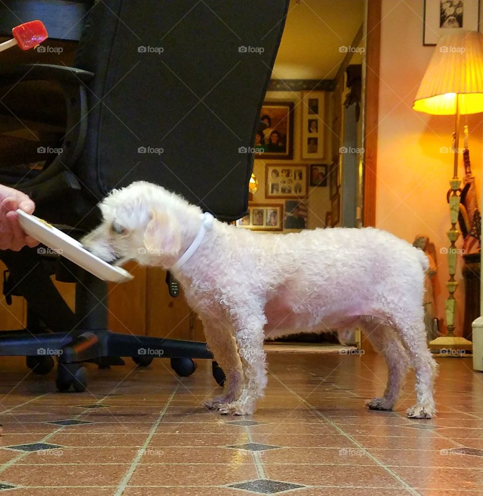 Blind dog being hand fed, plate held.