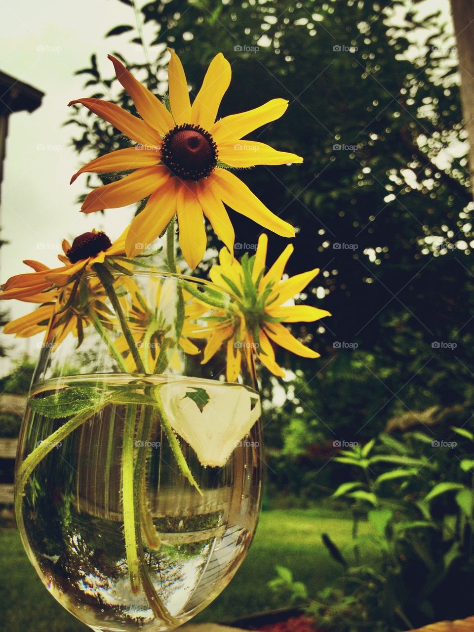 green nature grass summer by jmh