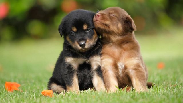 pretty dogs