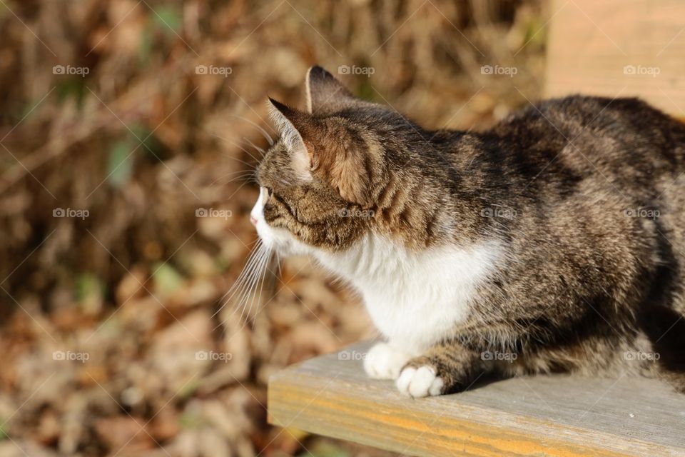 cat sitting on a bench in the park
