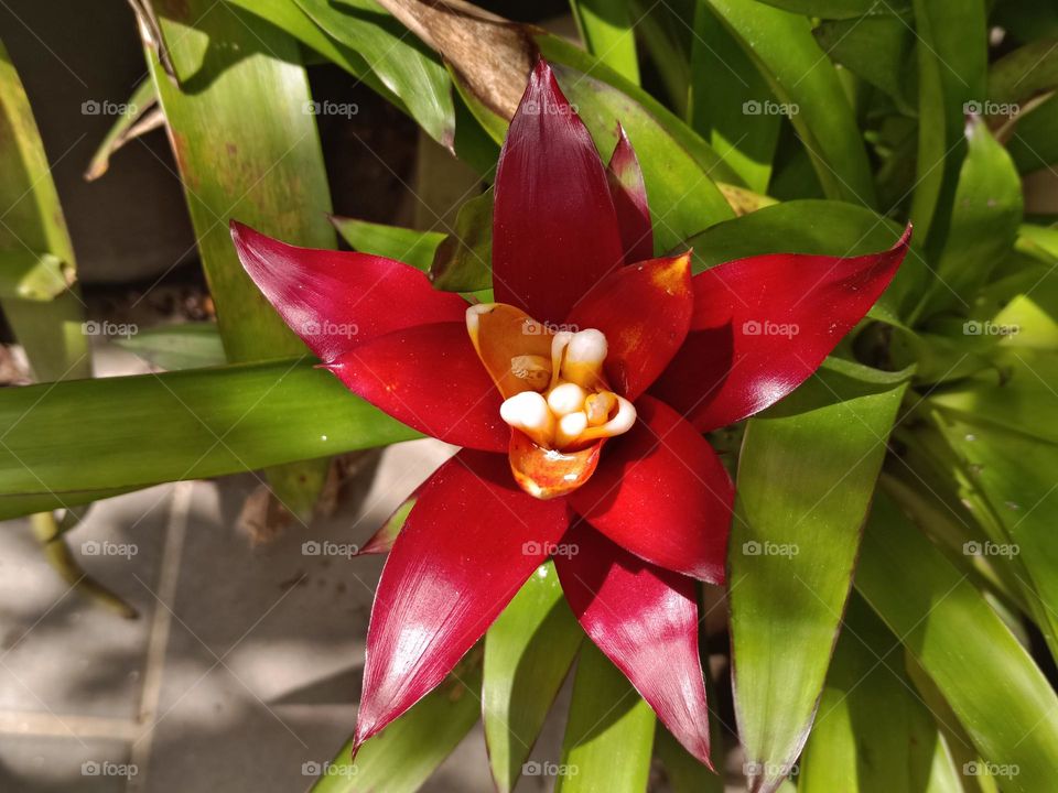 Guzmania lingulata