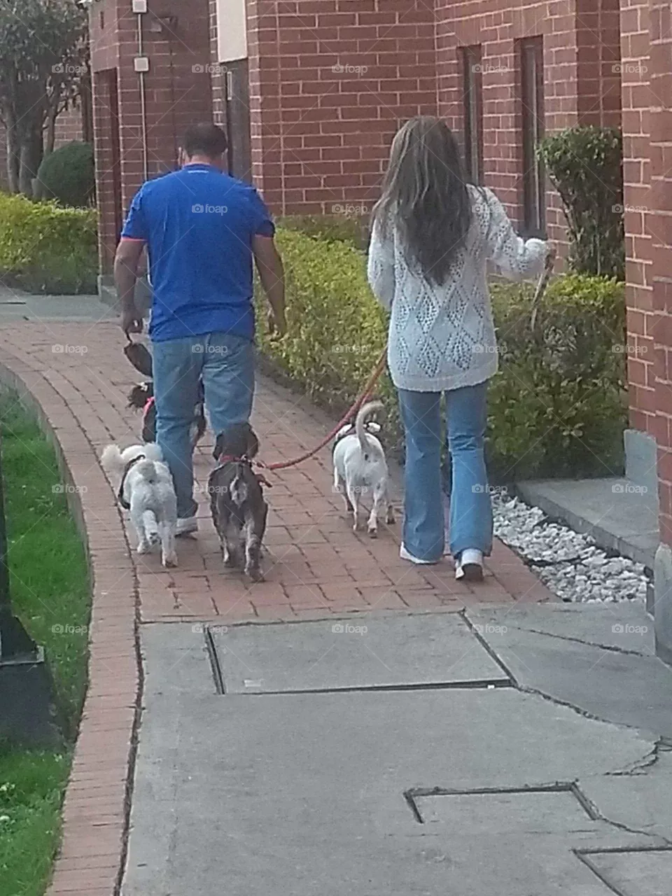 paseadores de Perros