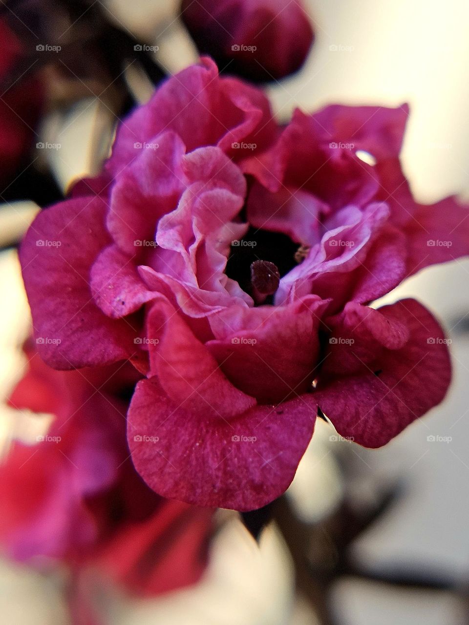 "Ruffled petals." Gorgeous pink, tiny, flower has ruffled petals.  Background is blurred.