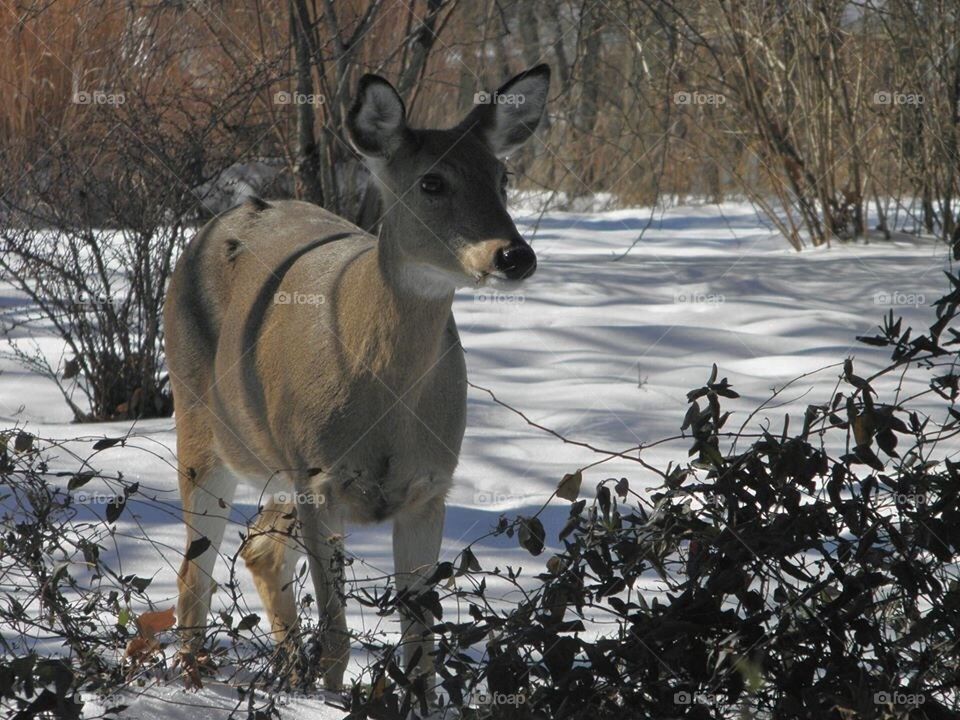 Deer in Winter