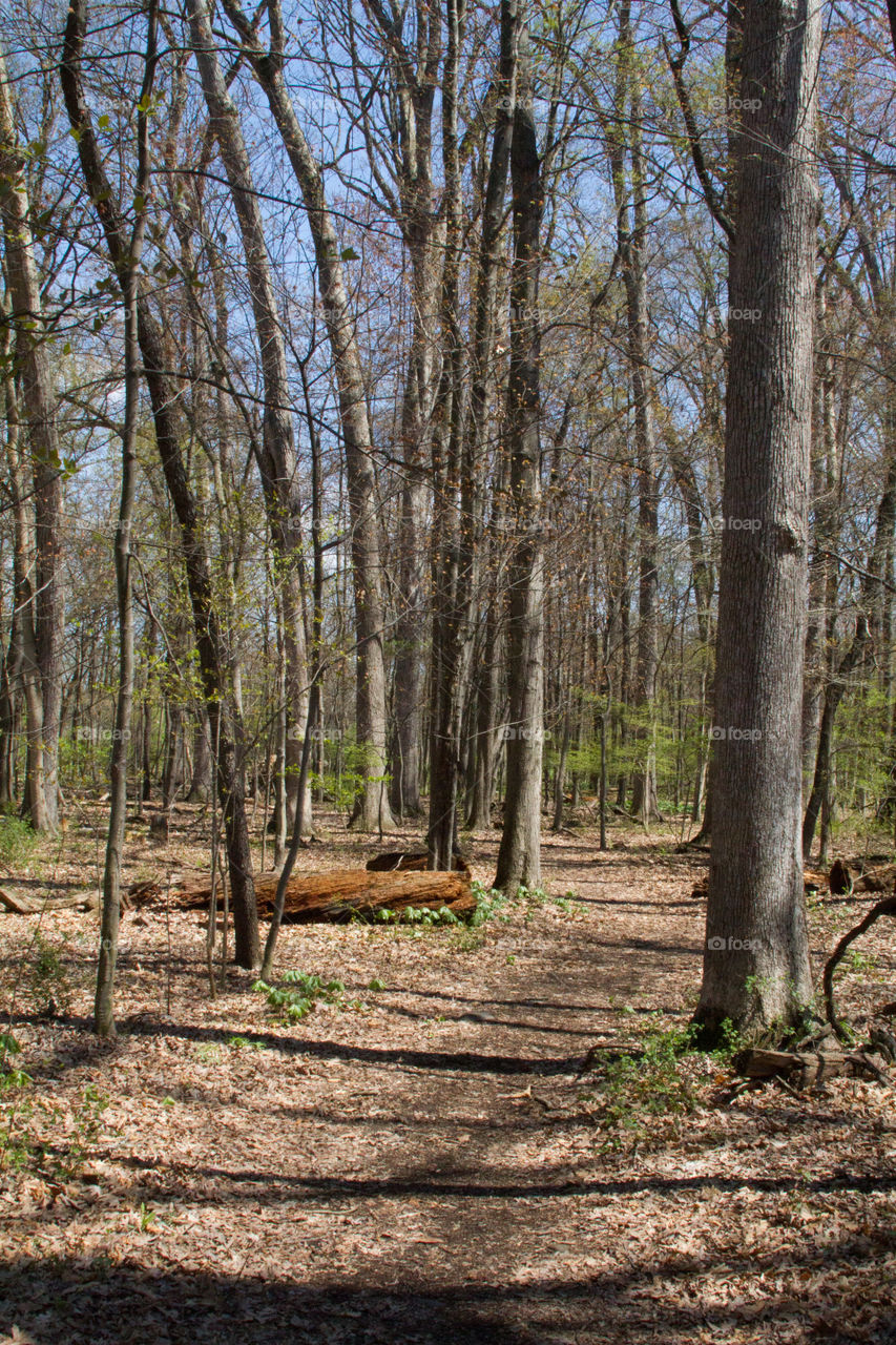 nature trail. path throw the woods