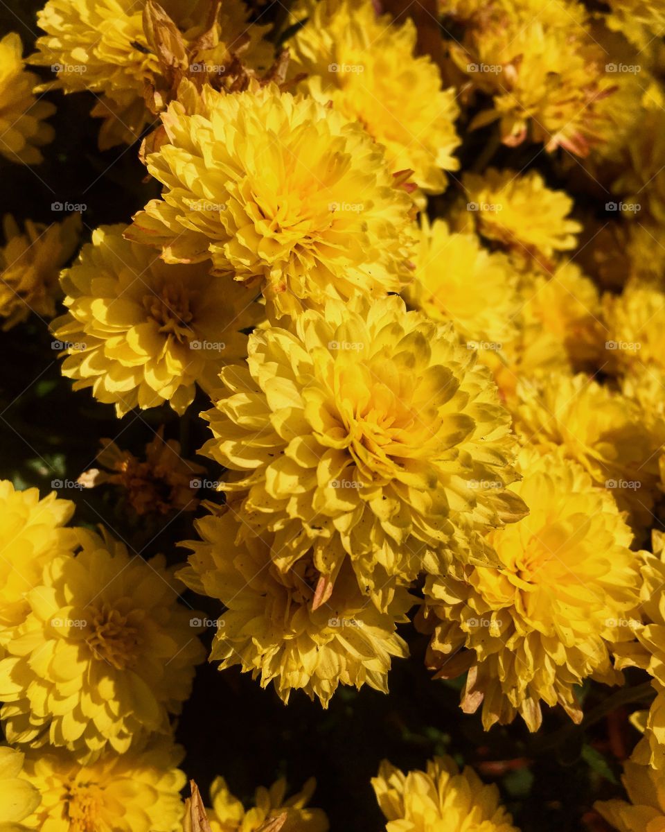 Beautiful yellow mums looking vibrant in the bright fall sunshine. 