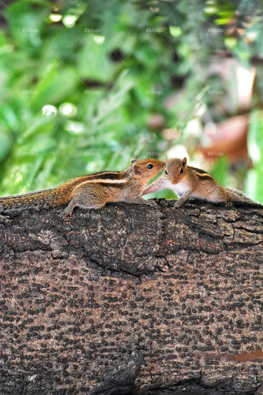 Communication time squirrel photography from Gandhinagar Vikhroli Mumbai India