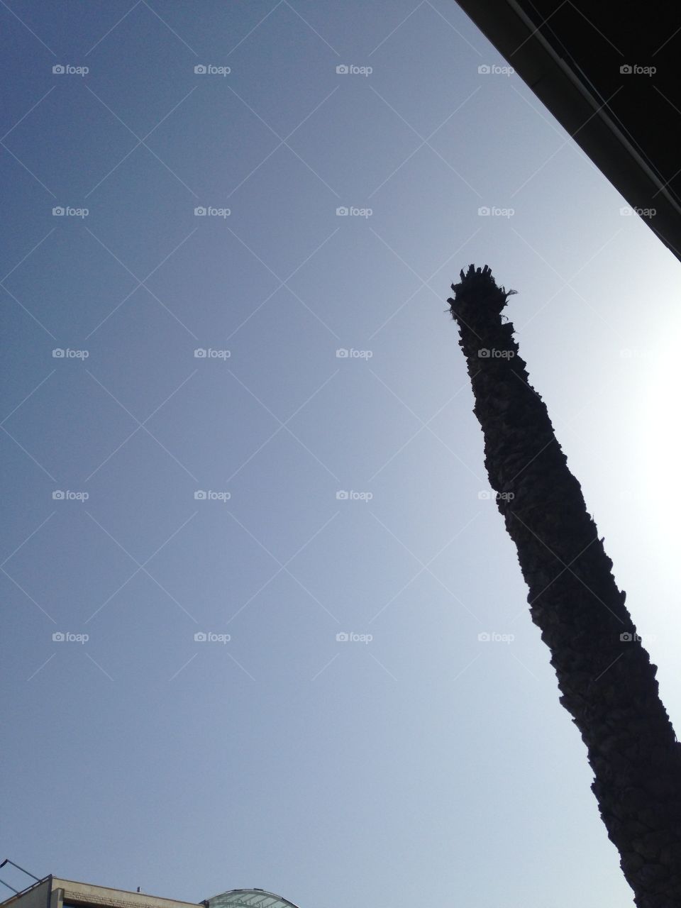 Palm tree with sky blue