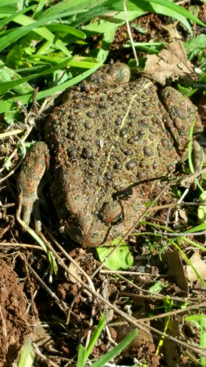 a close up of a frog I thought I had accidentally hurt while using a hoe in the garden.