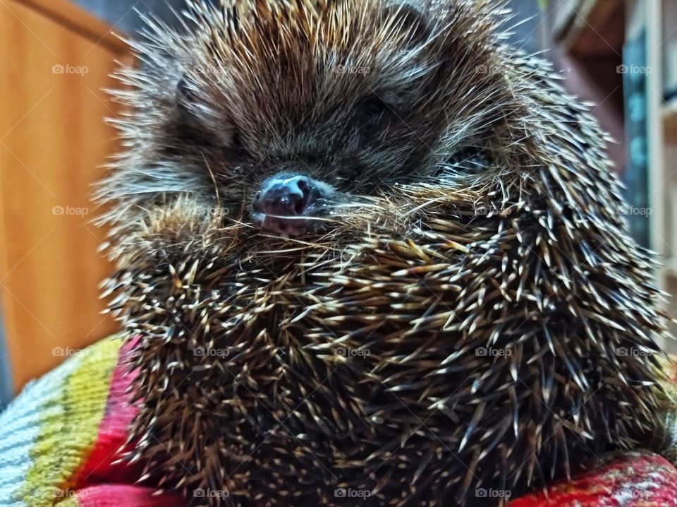 The hedgehog ate. He curled up into a ball. we're taking him back to the garden.