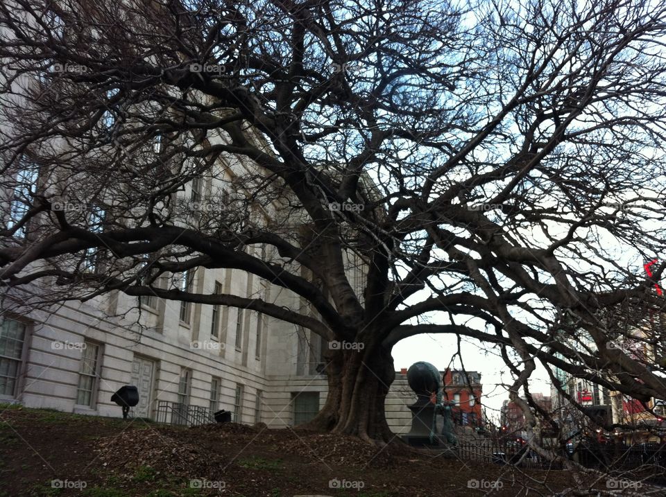 Beautiful old tree in Washington DC