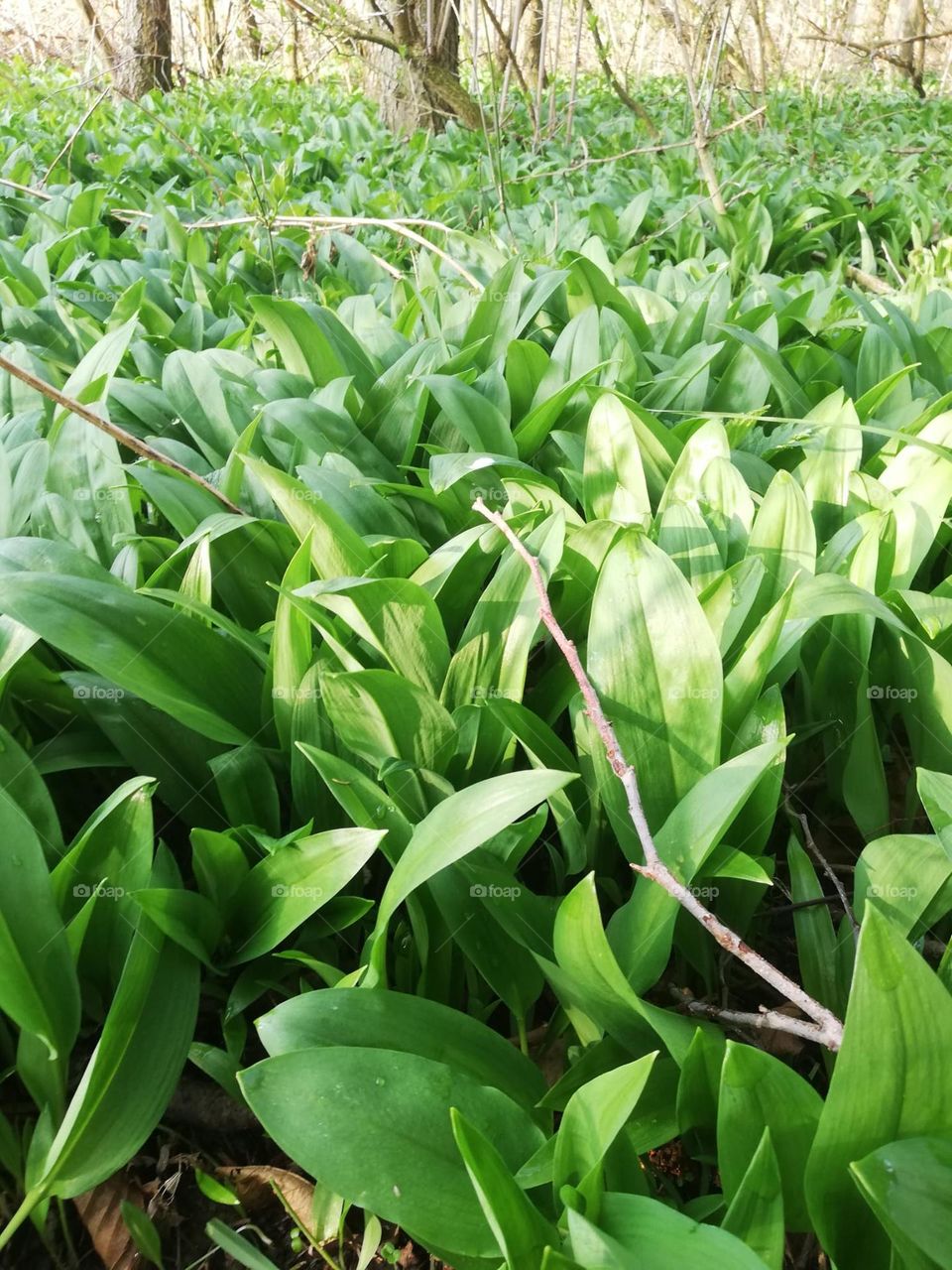 Bärlauch - Erntezeit