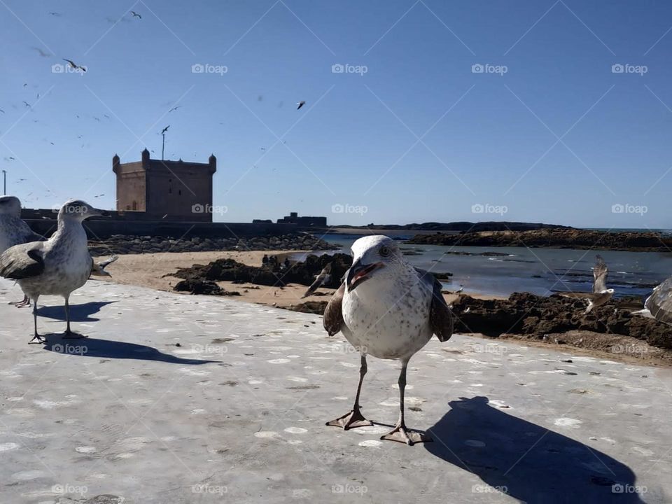 One seagull on a  wall