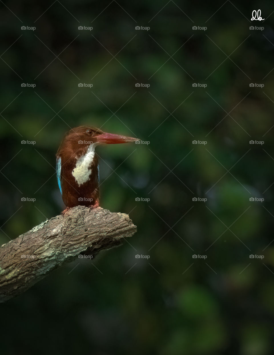 White-throated kingfisher
