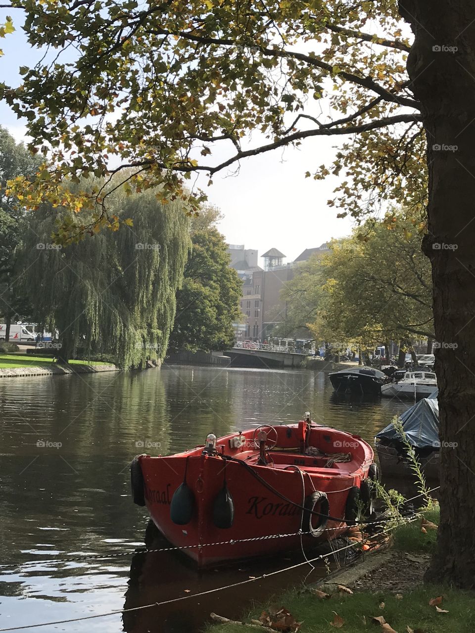 Willow trees and street view of the canals in Amsterdam 