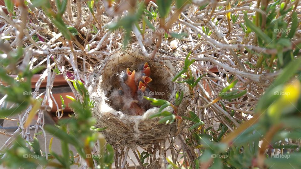 Goldfinches nest