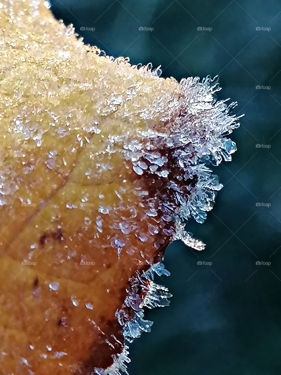 Frozen leave