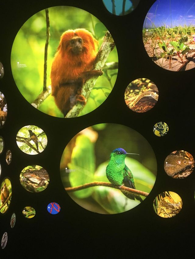 Animals