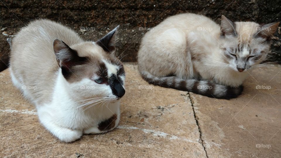 Gatinhos dormindo na calçada.