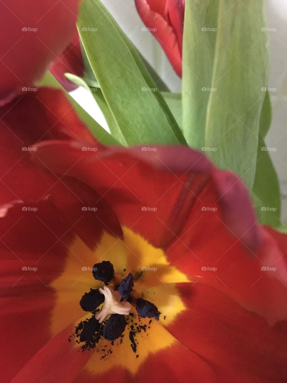 Flowers in the kitchen