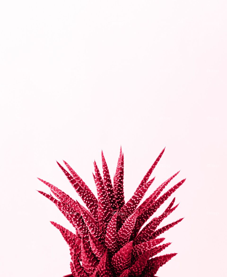 Viva magenta, trendy color of the 2023