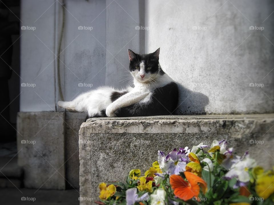 Italian cat Capri