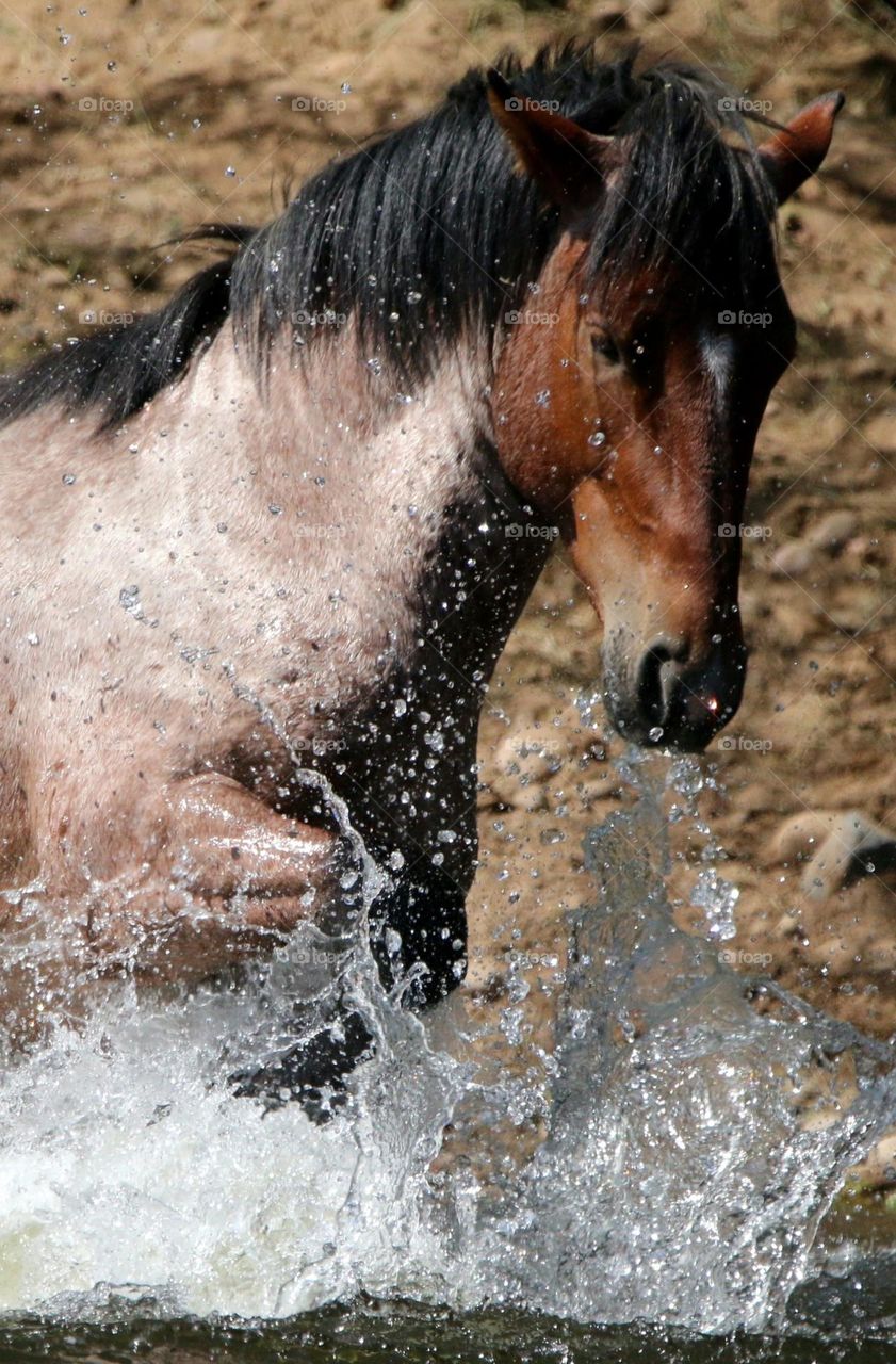 Wild Stallion Making a Splash