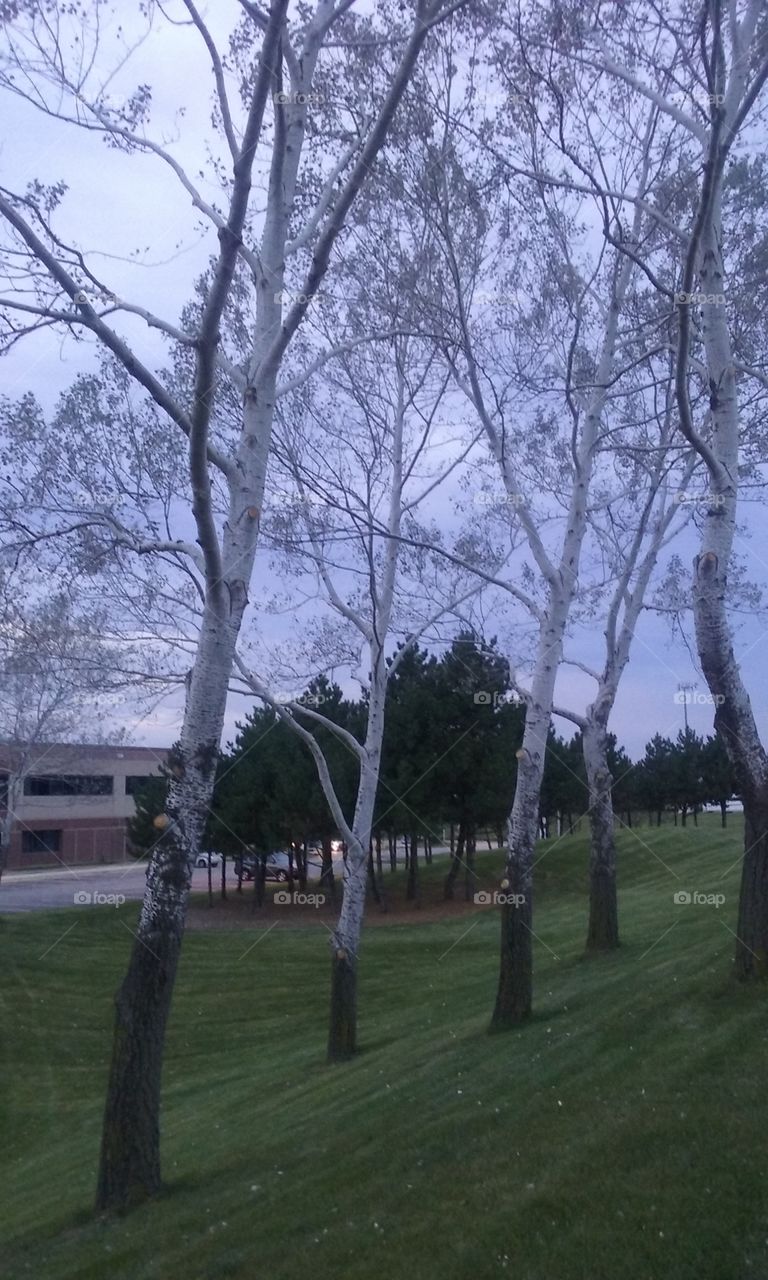 white trees