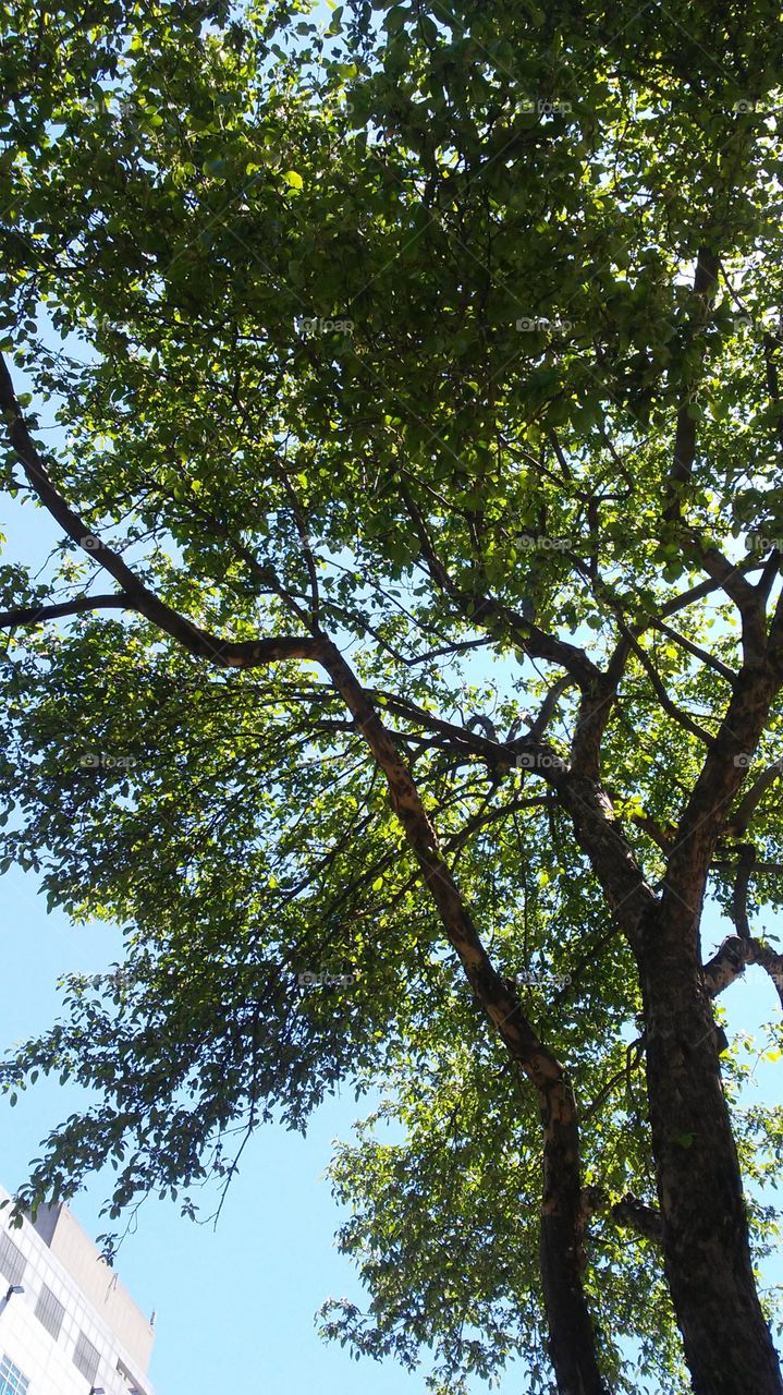 sky. trees. leaves. spring