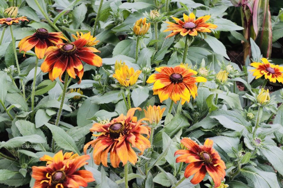 Nature, Flower, Summer, Garden, Leaf