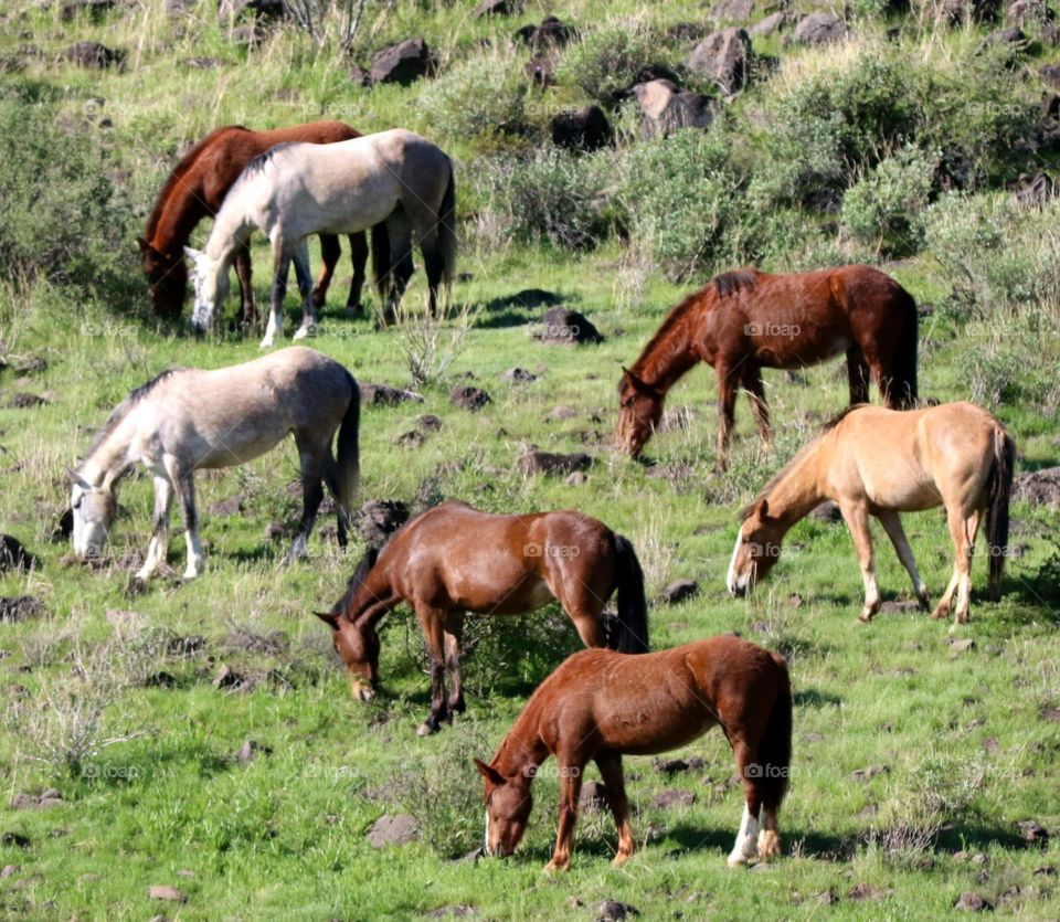 Wild Horses on a Hillside