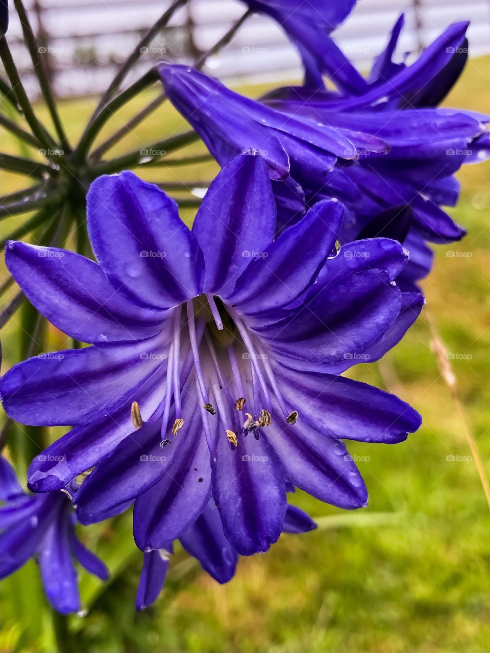 Agapanthus 