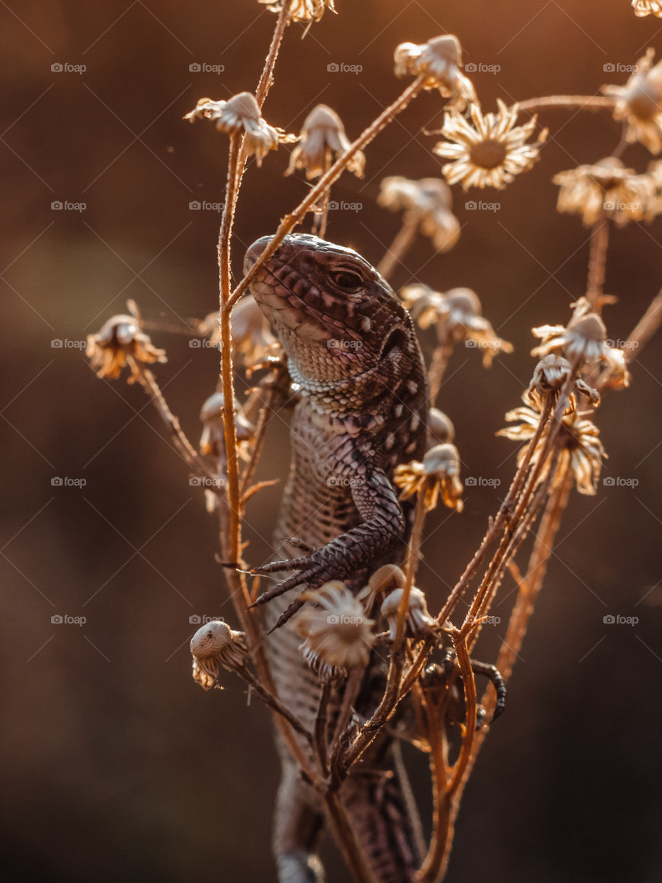 lizard sitting in a flower