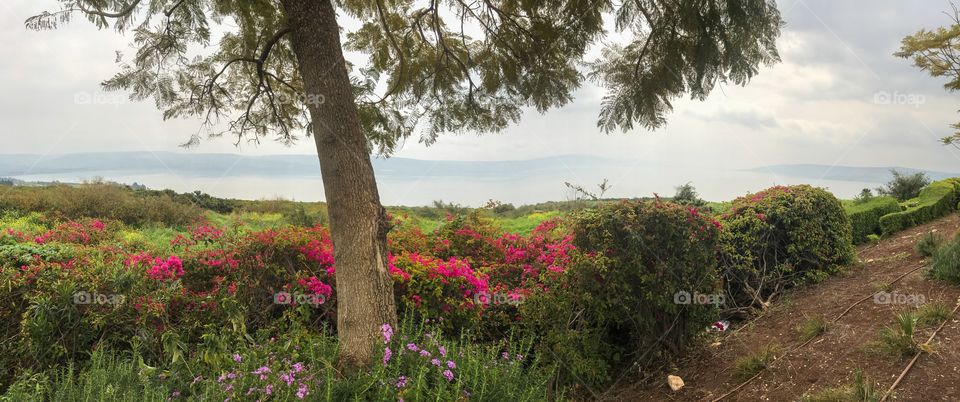 Panorama Nature Landscape  - Mount of Beatitudes on the Sea Of Galilee in - Israel 