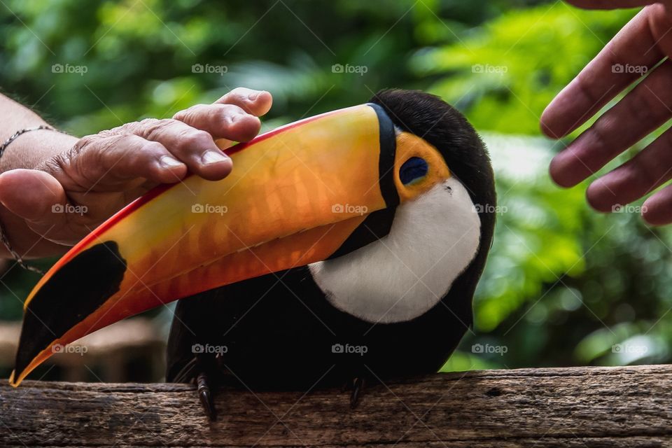 Toucan, a beautiful bird in Brazil