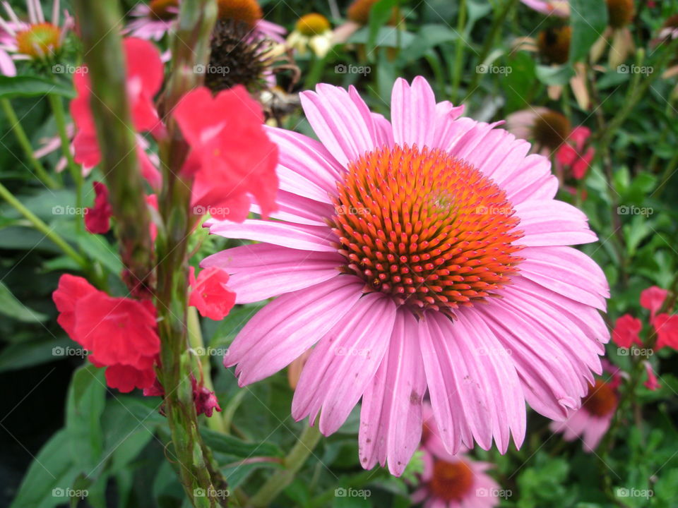 Coneflower