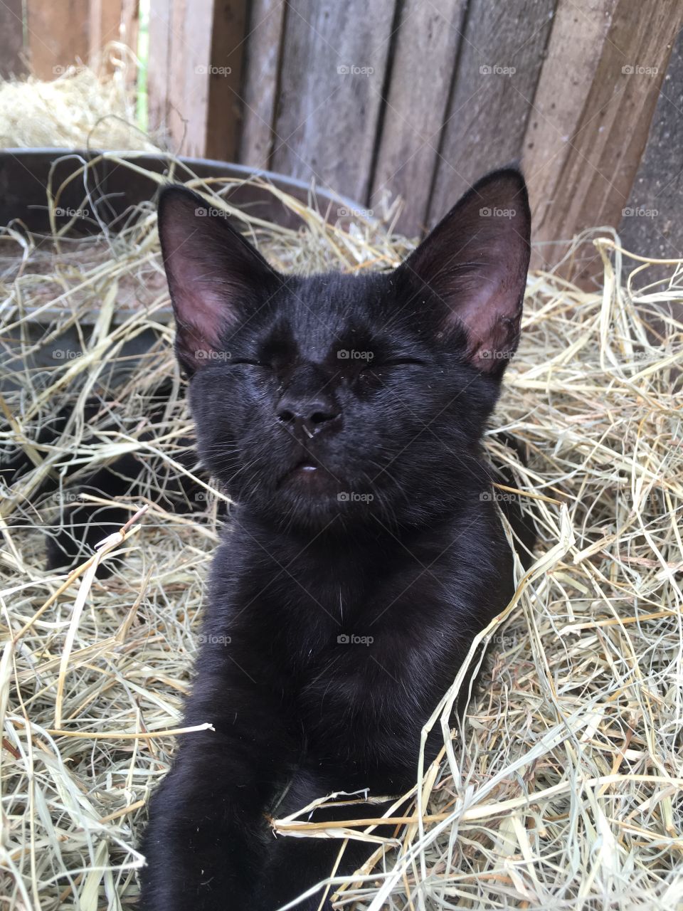 Kitten in hay