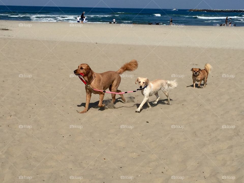Dog family on beach
