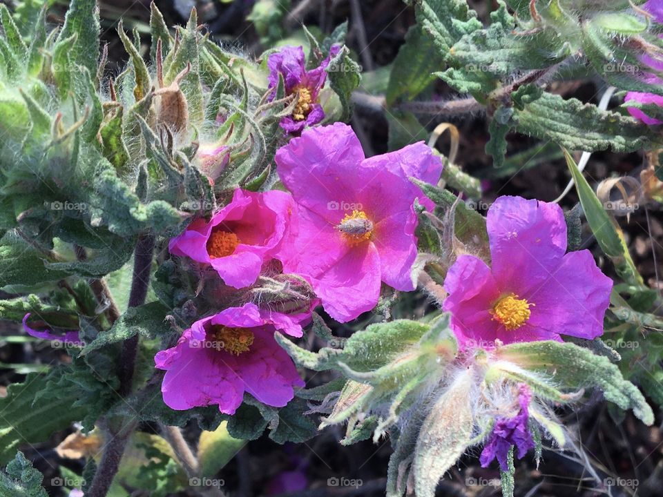 Wild flowers coloring spring meadows 