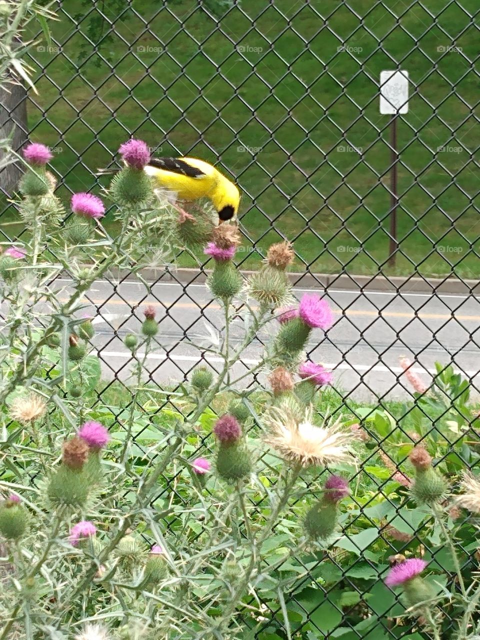 lonesome finch