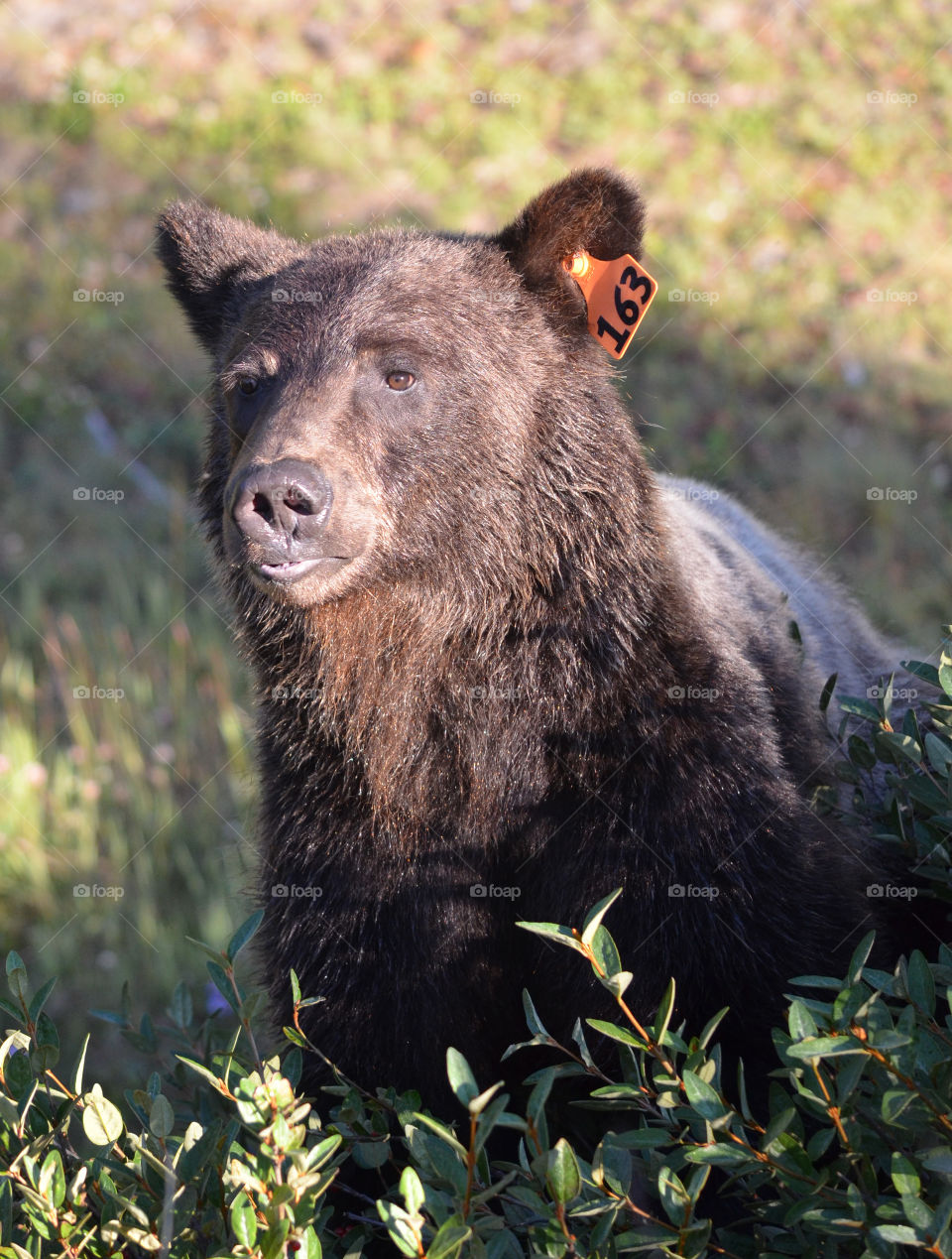 Grizzly bear kananaskis