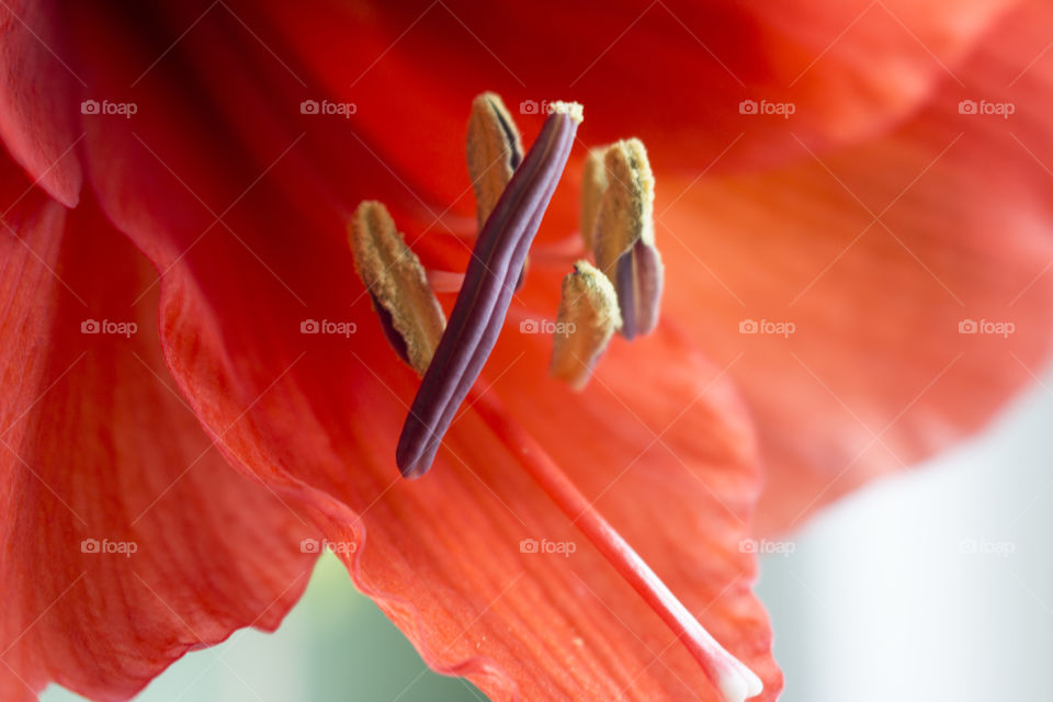 Red Amaryllis flower