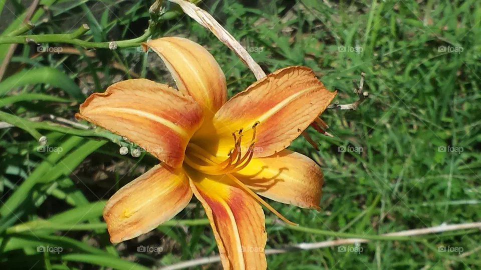 lily